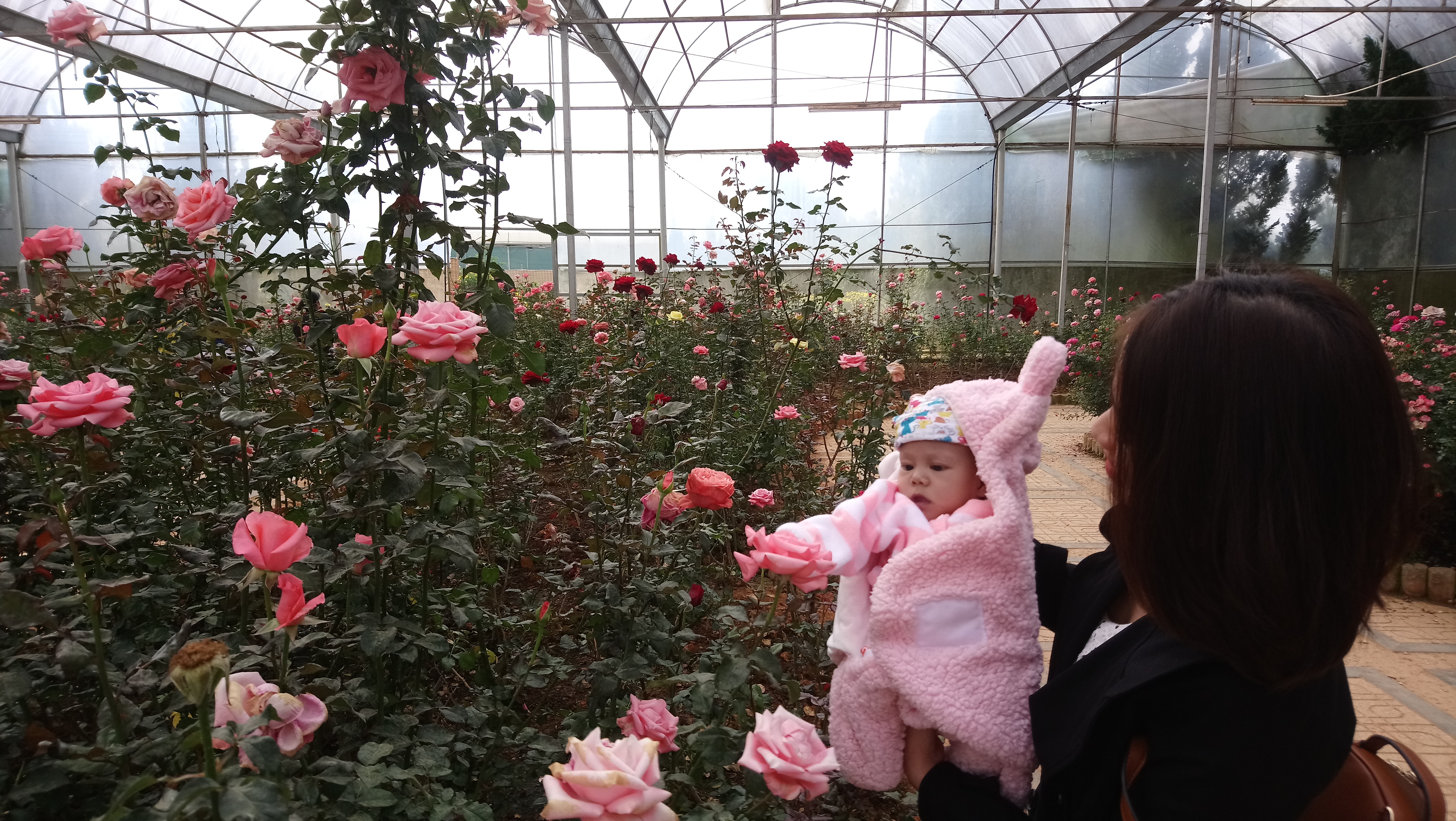 Nấm hái hoa hồng